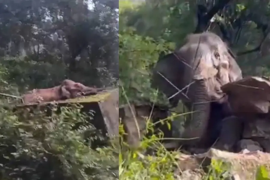വാട്ടർടാങ്കിൽ വീണ് പിടിയാന; ടാങ്ക് തകർത്ത് രക്ഷപ്പെടുത്തി തമിഴ്നാട് വനം വകുപ്പ്- വീഡിയോ വൈറൽ