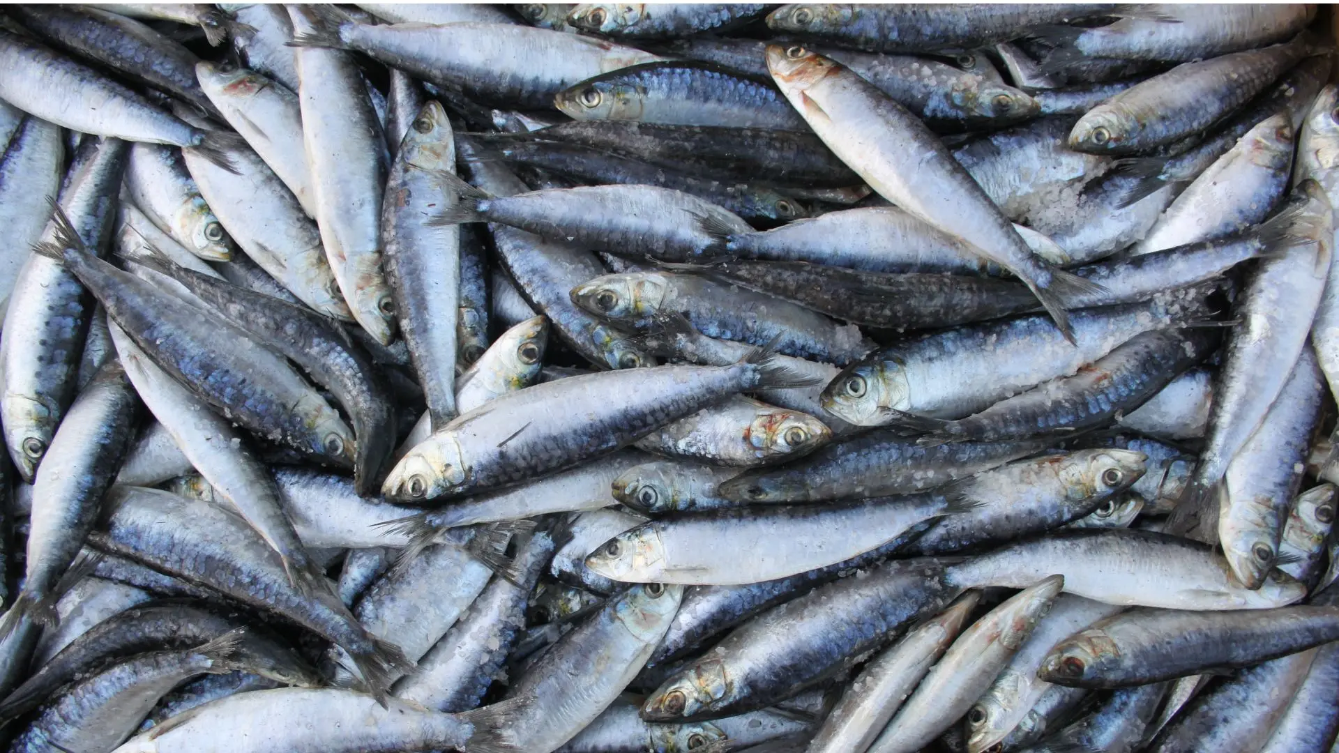 sardine