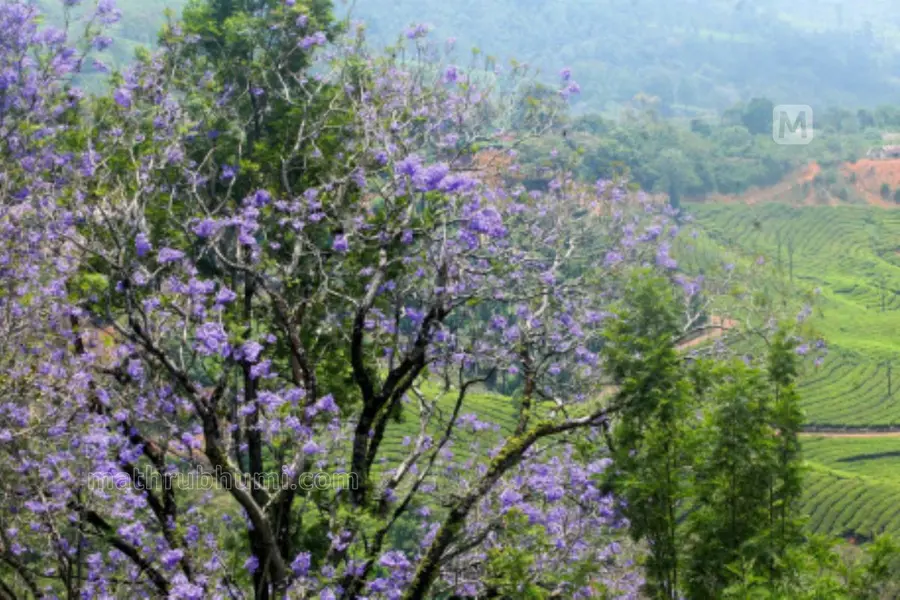 Munnar