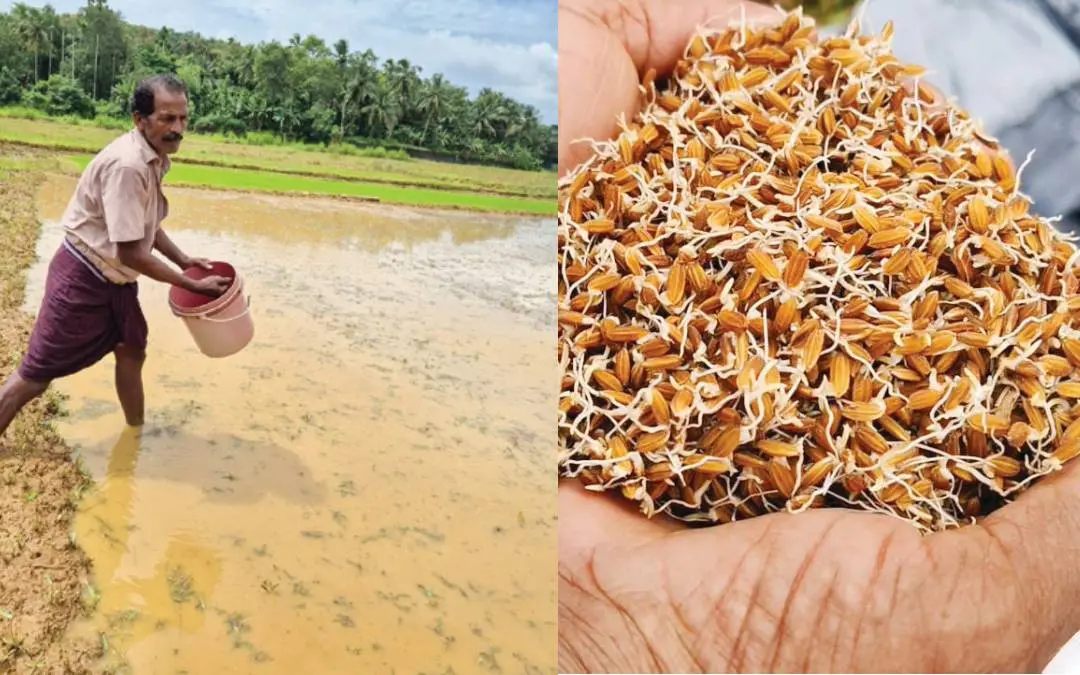 ഗോപിക വിത്ത് വികസിപ്പിച്ച ശശിധരൻ പാടത്ത് വിത്തുവിതയ്ക്കുന്നു, മുളപ്പിച്ച ഗോപിക നെല്ല്