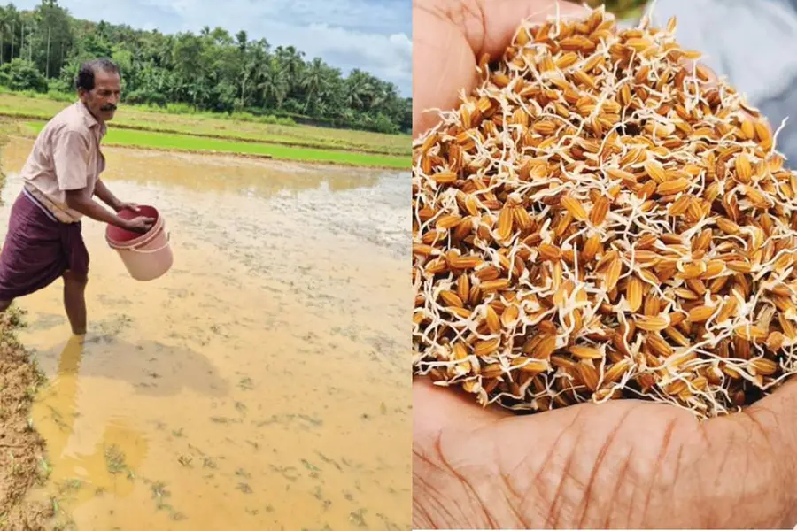 കാറ്റുവീഴ്ച സംഭവിക്കില്ല, ഒരു കതിരിൽ 210നെന്മണികൾ; പേറ്റന്റ് ലഭിച്ച 'ഗോപിക'നെൽവിത്ത് വിളയൂരിൽ വിളയും