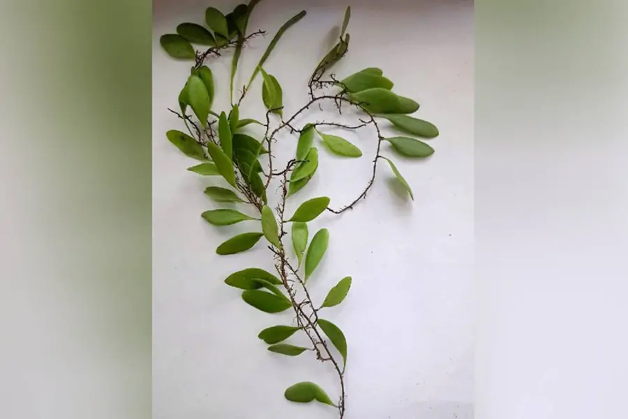 30 വര്ഷത്തിന് ശേഷം കേരളത്തില്നിന്ന് അപൂര്വ പന്നല്ച്ചെടിയെ കണ്ടെത്തി !