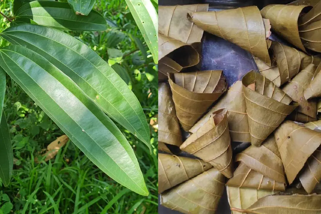 വയണയില, കുമ്പളപ്പം| ഫോട്ടോ: മാതൃഭൂമി