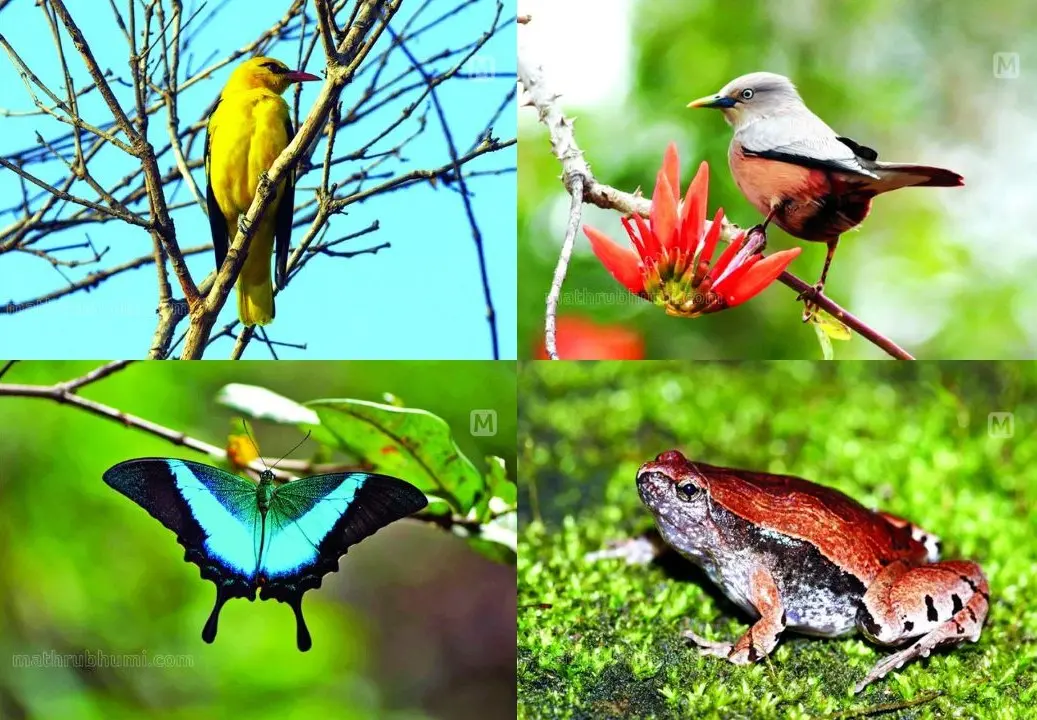 കോഴിക്കോട് കുന്ദമംഗലം ഐ.ഐ.എം. കാംപസില് കണ്ടെത്തിയ മഞ്ഞക്കിളി, ചാരത്തലക്കാളി, പാപ്പിലിയോ ബുദ്ധ, സ്വര്ണ കുറുവായന് തവള