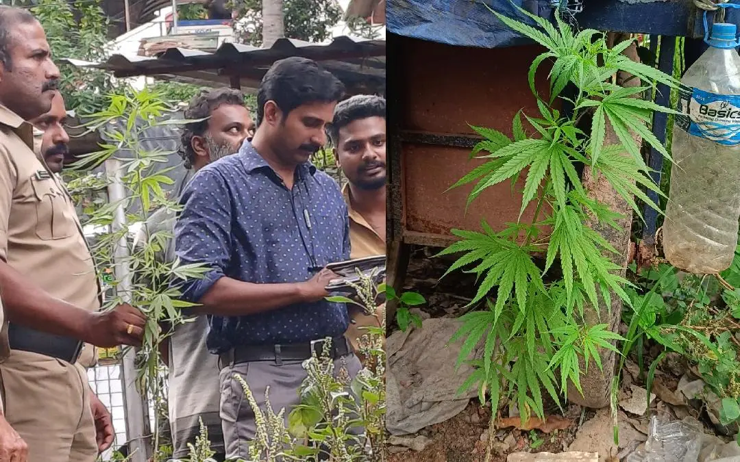 റോഡരികിൽ കണ്ടത്തിയ കഞ്ചാവ് ചെടി