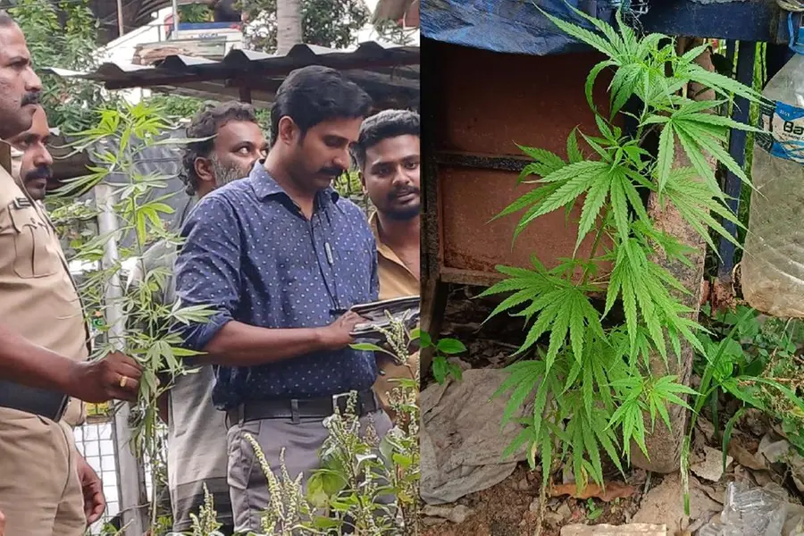 റോഡരികിൽ വളർത്തിയ കഞ്ചാവ് ചെടി കണ്ടെത്തി, അന്വേഷണം ആരംഭിച്ച് എക്സൈസ്