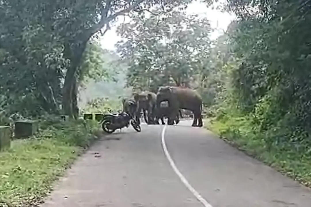 നെല്ലിയാമ്പതി ചുരം റോഡിൽ കാട്ടാനക്കൂട്ടം