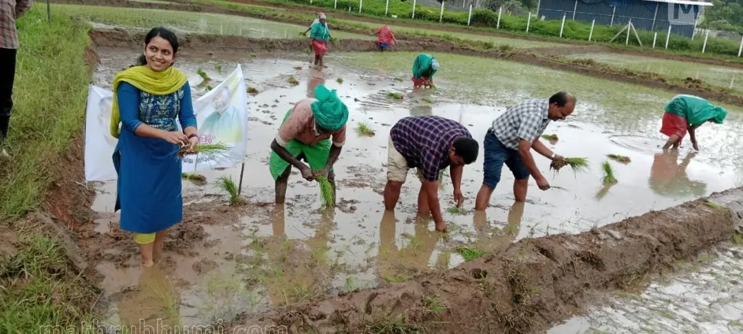 അണക്കര പാടത്ത് ഞാറ് നടുന്ന വണ്ടൻമേട് കൃഷിവകുപ്പ് ഓഫീസിലെ ഉദ്യോഗസ്ഥർ