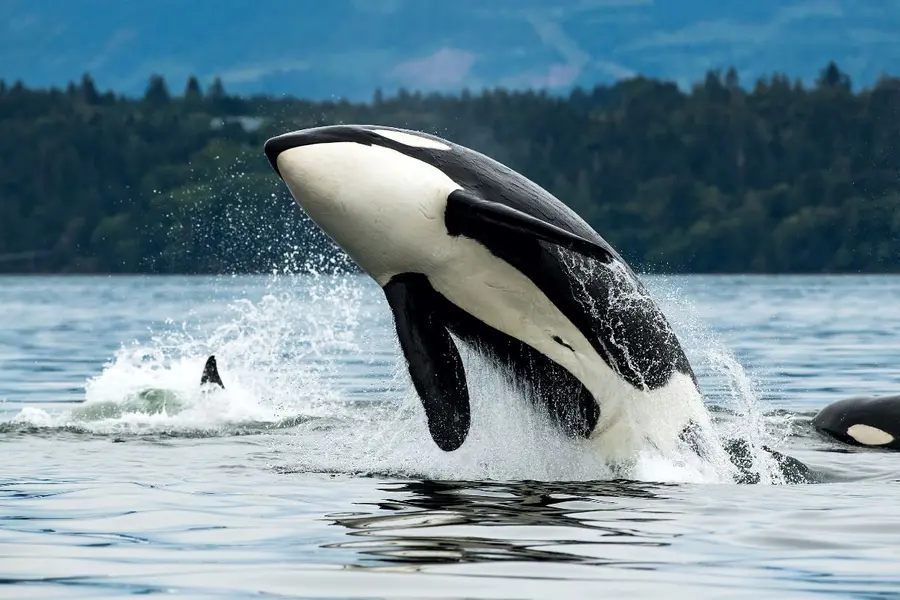 Are killer whales targeting vessels out of boredom, or is there more behind the mysterious boat sinkings?