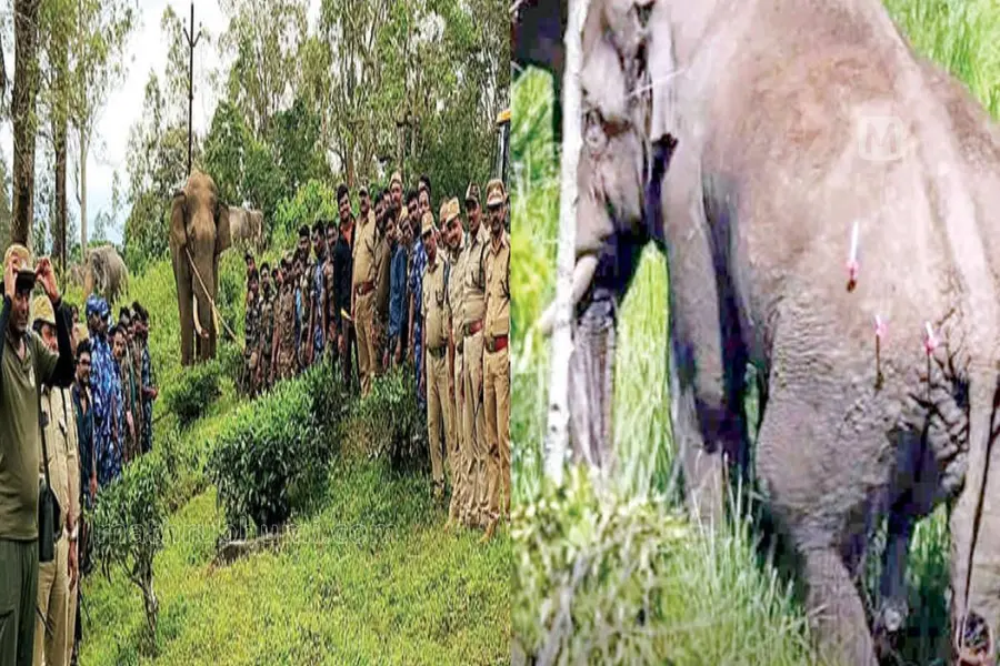 മയക്കുവെടി, കുങ്കിയാനകള്; ഗൂഡല്ലൂരില് രണ്ടുപേരെ ചവിട്ടിക്കൊന്ന കാട്ടാനയെ തളച്ചു