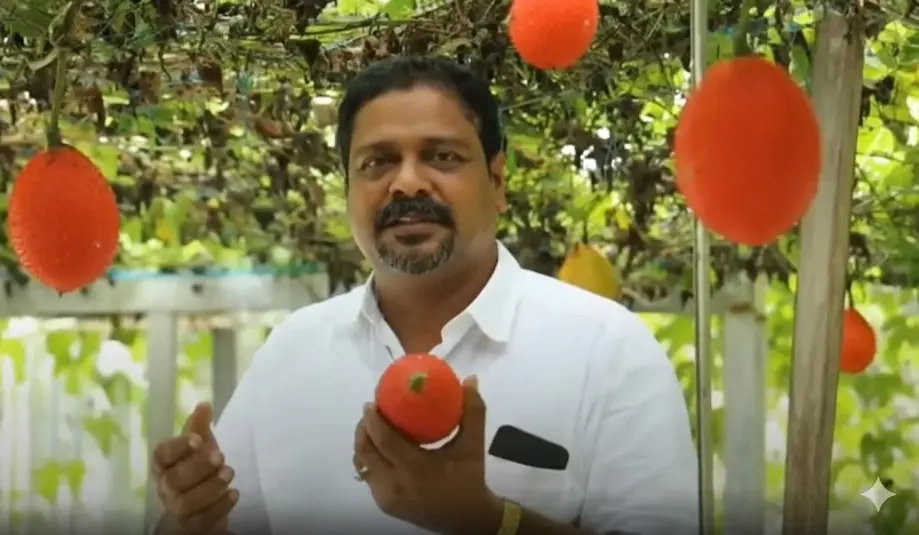 അബ്ദുൽ റഹീം ടെറസിലെ ഗാക് ഫ്രൂട്ട് തോട്ടത്തിൽ | Photo: Screengrab/Mathrubhumi News