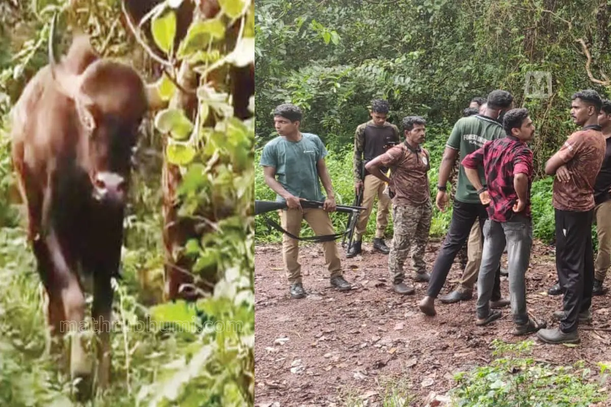 ജനവാസമേഖലയിലിറങ്ങിയ കാട്ടുപോത്ത്, കാട്ടുപോത്തിനെ മയക്കുവെടിവെച്ച് പിടികൂടാനെത്തിയ ദൗത്യസംഘം