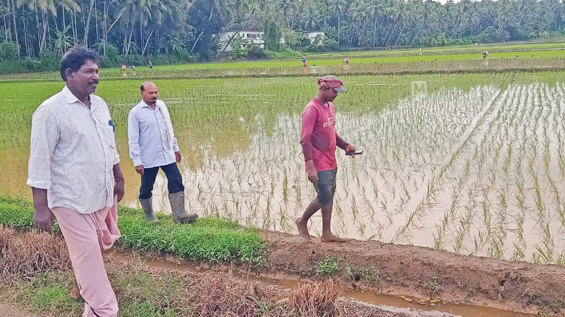 കുന്നംകുളം കാണിയാമ്പാൽ പാടശേഖരത്തിലെ നടീൽ കഴിഞ്ഞ ഭാഗം മൊബൈൽ ഫോണിലെ ആപ്ലിക്കേഷന്റെ സഹായത്തോടെ അളന്ന് നോക്കുന്ന ബംഗാളിൽനിന്നുള്ള കർഷകത്തൊഴിലാളി രാജ്കുമാർ