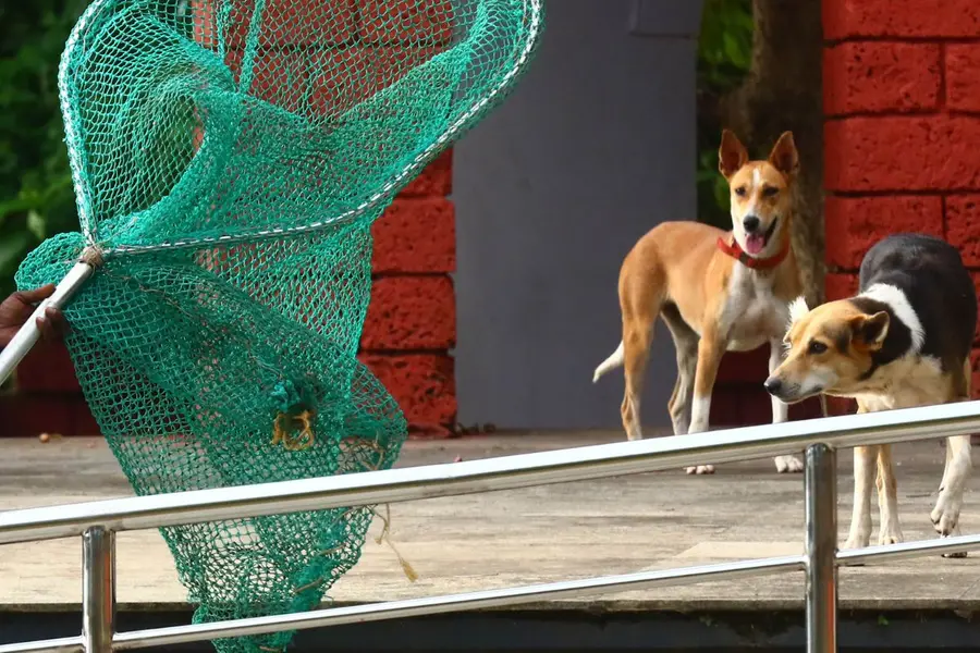 doggo.jpg