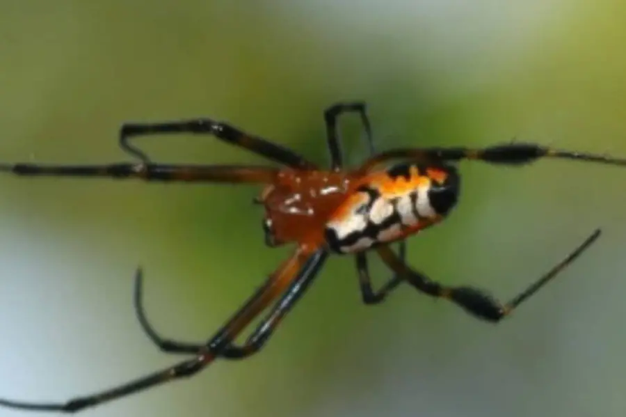 orange and back pear spider