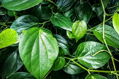 Betel leaf farming: A complete guide for farmers