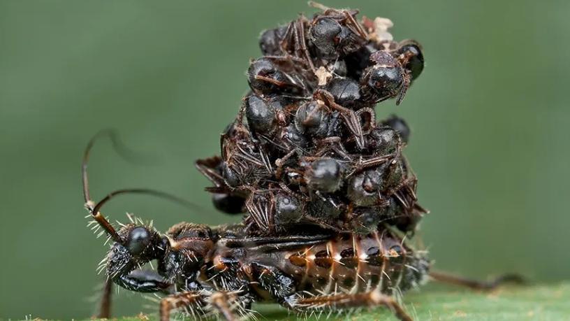 Killni Insect കണ്ടാൽ തട്ടും. പിന്നെ തട്ടിയവൻ ദേഹത്ത് ഒട്ടും... ആരാണീ ഭീകരൻ? | Mathrubhumi