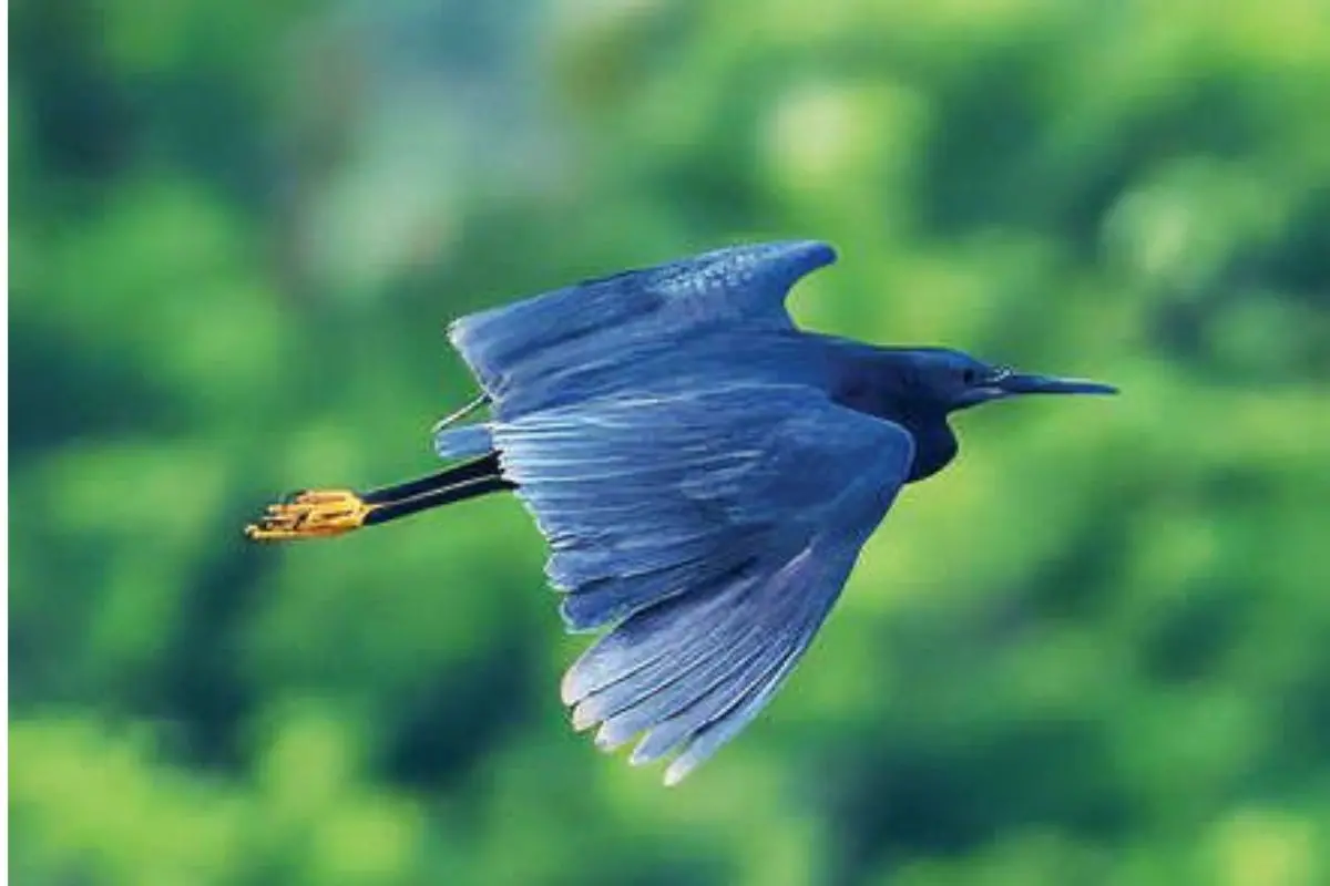 The black heron | Photo: Abhilash Padmanabhan