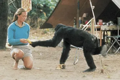 The chimp who used a tool: How David Greybeard, Jane Goodall's ‘favourite’, redefined humanity | WATCH