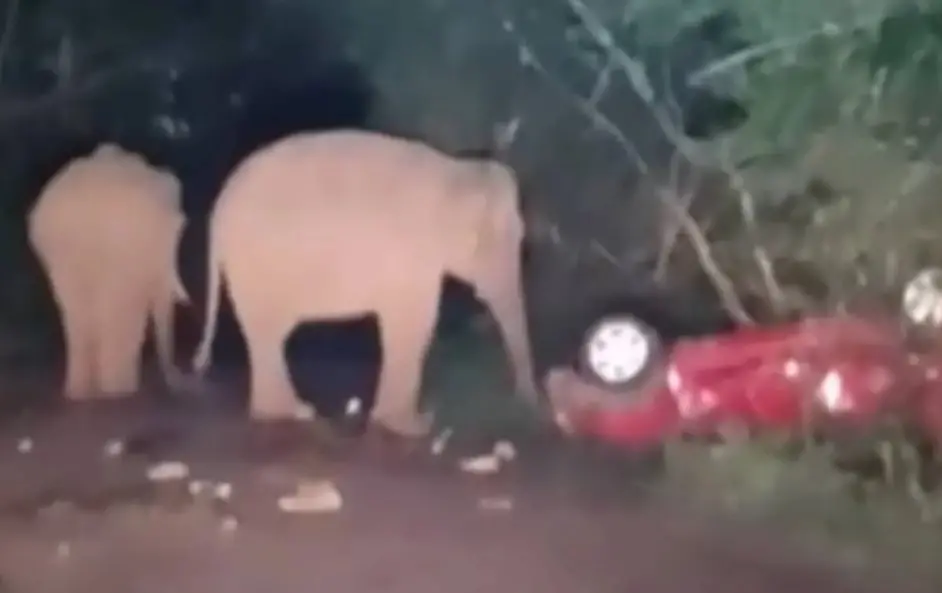 Elephants near the damaged car | Mathrubhumi News