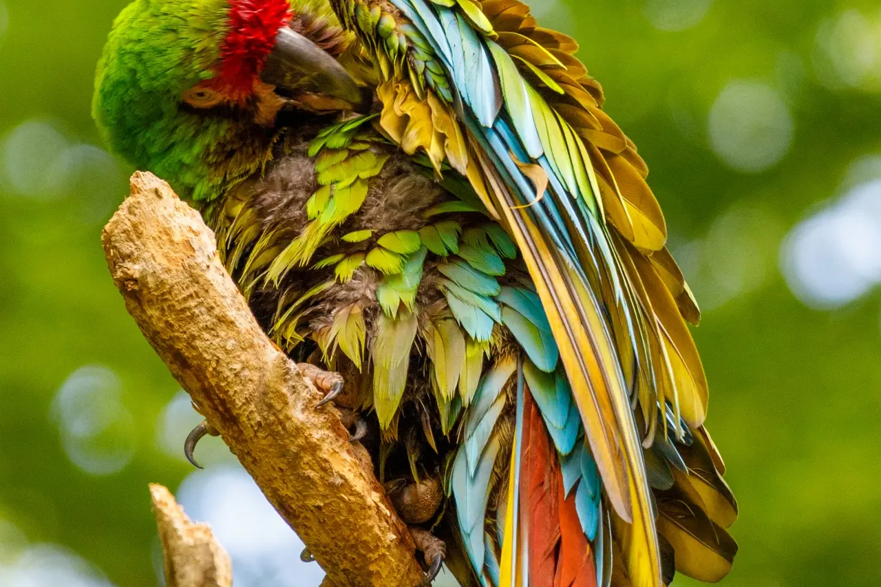 bird preening