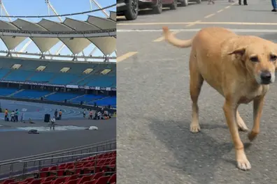 Stray dogs bite Kenya, Japan coaches at stadium in New Delhi during World Para Athletics Championships