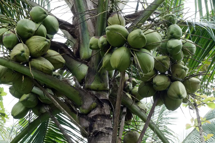 ഇടനിലക്കാർ കുറഞ്ഞു, തേങ്ങവില കൂടിയത് കർഷകർക്കു നേട്ടമായി- കൃഷിവകുപ്പ്