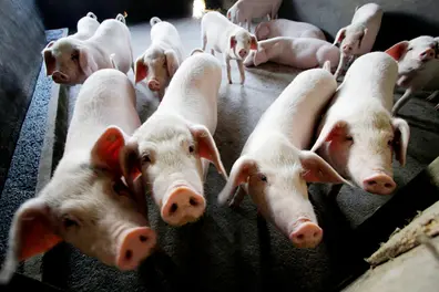 Kottayam on high alert: African swine fever confirmed, livestock restrictions imposed