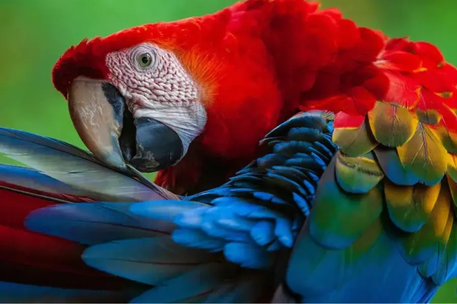BIRD.jpg