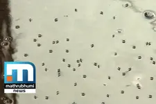 Chances for dengue outbreak in Kerala