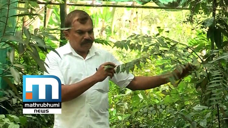 Abdul Rasaq A Guide For Herbal Gardeners | Mathrubhumi TV