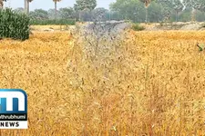 Wheat Harvest Season In Bihar