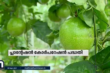 പ്ലാന്റേഷൻ കോർപ്പറേഷൻ പദ്ധതി; 30 ഹെക്ടറിൽ കൂടി കൃഷിയിറക്കും