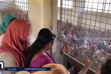 മൃഗസംരക്ഷണ മേഖലയിലേക്ക് കടന്നുവരുന്നവർക്ക് 50 ശതമാനം സബ്സിഡി നല്‍കുമെന്ന് മന്ത്രി ജെ ചിഞ്ചുറാണി