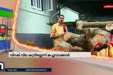 വിറകടുപ്പിലേക്ക് മടങ്ങി അടുക്കള; വിറക് ഉപയോഗം കൂടുന്നു