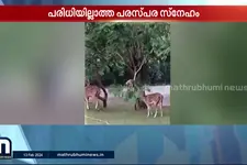 ചങ്ങാതി നന്നായാൽ.. . മാൻ കൂട്ടത്തിന് തളിരിലകൾ കിട്ടാൻ സഹായിക്കുന്ന കുരങ്ങ്! ദൃശ്യം വൈറലാണ്