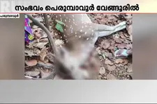 പെരുമ്പാവൂരിൽ മാനിനെ ചത്തനിലയിൽ കണ്ടെത്തി; പുലിയുടെ ആക്രമണമെന്ന് സംശയം