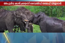 നാല് കാട്ടാനകള്‍ ഒന്നിച്ച് കൊമ്പുകോര്‍ത്തു; അപൂര്‍വ ദൃശ്യം പകര്‍ത്തി വൈൽഡ് ലൈഫ് വ്ലോഗർ