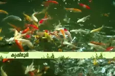 3 ഏക്കര്‍ കുളം.. 8000ത്തോളം മത്സ്യങ്ങള്‍.. ഇത് വയനാട്ടിലെ മീനുകളുടെ അത്ഭുതലോകം