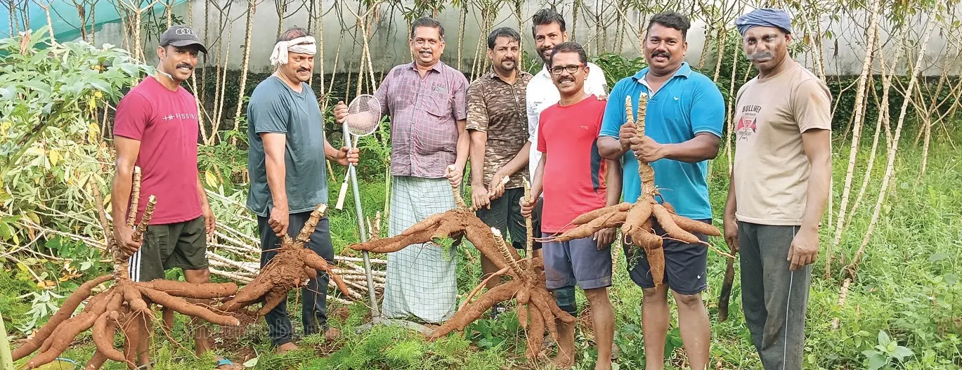 കാഞ്ഞിരപ്പള്ളി കത്തലാങ്കൽപ്പടിയിൽ സുഹൃത്തുക്കൾ ചേർന്ന് നടത്തിയ കൃഷിയുടെ വിളവെടുപ്പ്