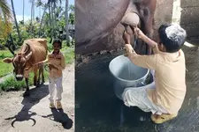 വർഷന്റെ സ്വന്തം കറുത്തമ്മ: മൂന്നാം ക്ലാസുകാരൻ കൃഷിഭവന്റെ 'മികച്ച കുട്ടിക്കർഷകൻ'