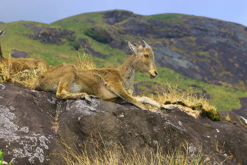 nilgiri tahr