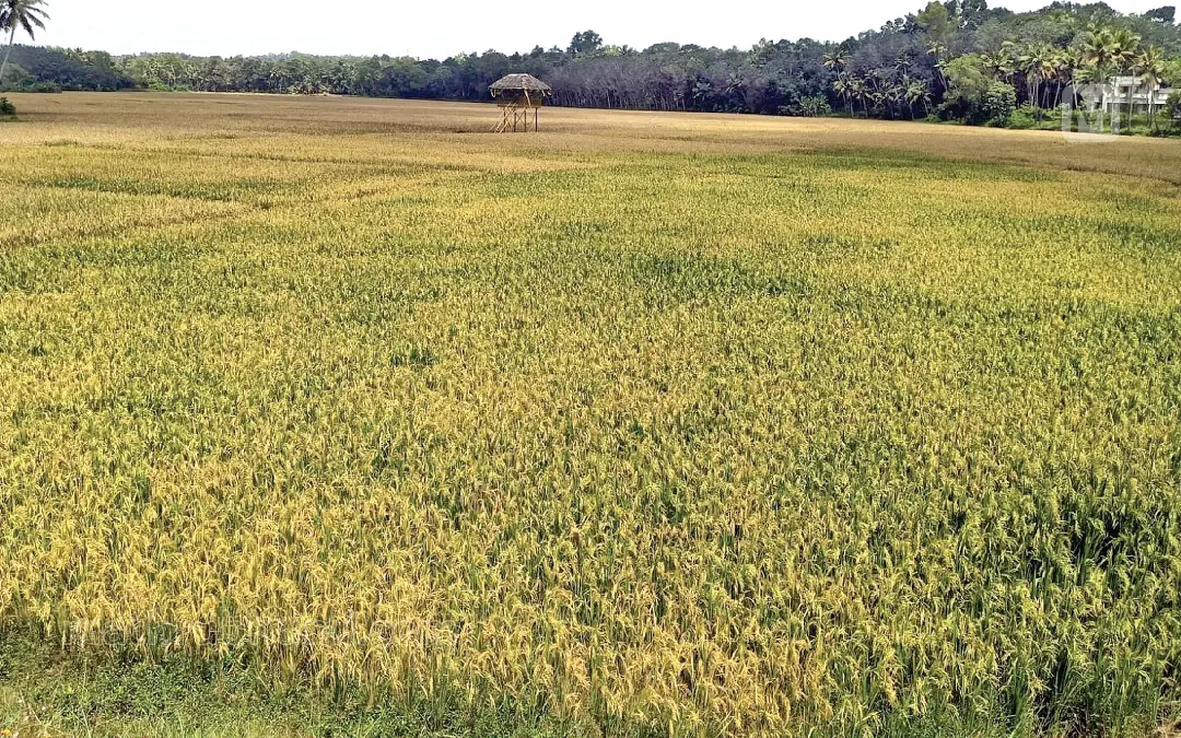 പിരപ്പമൺകാട് നെൽകൃഷി