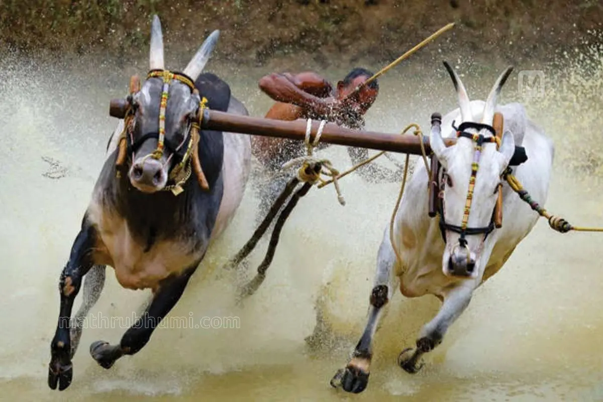പരപ്പനങ്ങാടിക്കടുത്ത് പാലത്തിങ്ങൽ കാളപൂട്ടുകണ്ടത്തിൽ നടന്ന മത്സരത്തിൽനിന്ന് (ഫയൽ ചിത്രം)