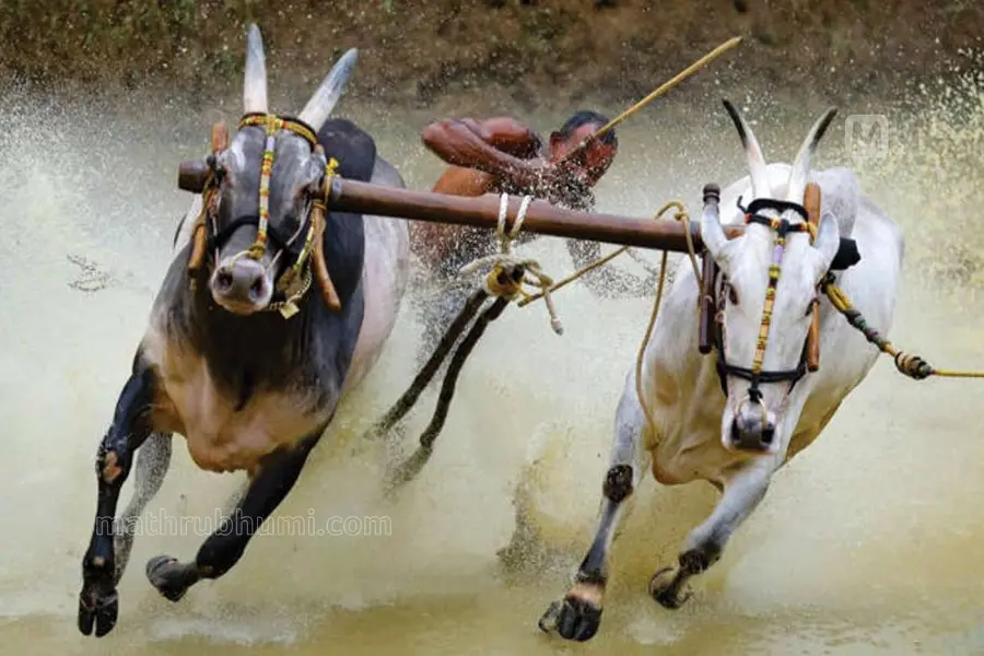kalapoottu in kerala