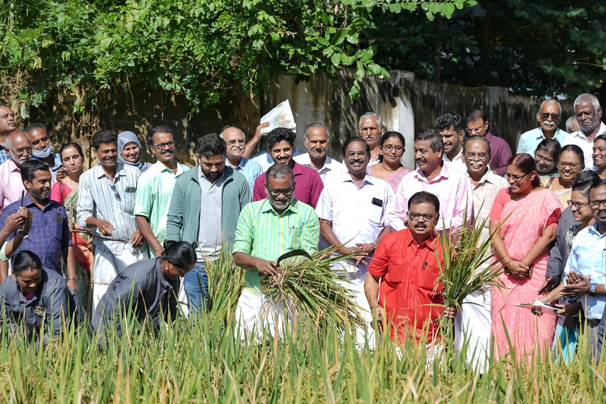 പ്രകൃതികൃഷി രീതിയിൽ കൃഷിയിറക്കിയ നെൽകൃഷിയുടെ വിളവെടുപ്പ് ഉദ്ഘാടനം കൃഷിവകുപ്പ് മന്ത്രി പി. പ്രസാദ് നിർവഹിക്കുന്നു