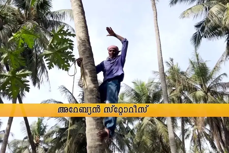 'ഇവിടത്തെ തെങ്ങ് അത്ര എളുപ്പല്ല....' 15 കൊല്ലമായി സലാലയിൽ തേങ്ങയിട്ട് മണിയേട്ടൻ