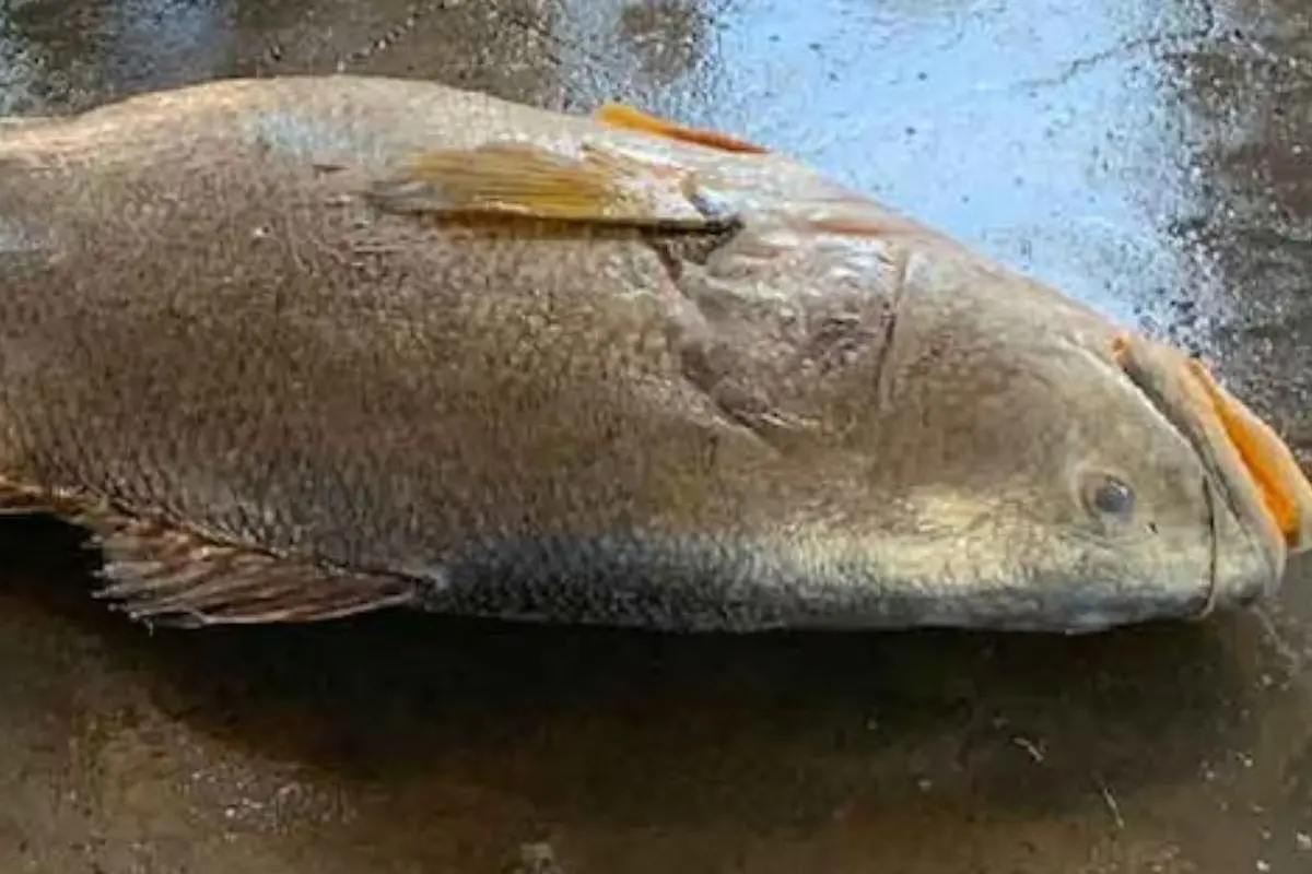 Fishermen display the prized oil fish worth nearly ₹1 crore at Digha Mohanna on Sunday morning. The massive catch drew hundreds of curious tourists to the harbour. Photo: X