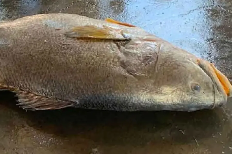 1 cr fish.jpg