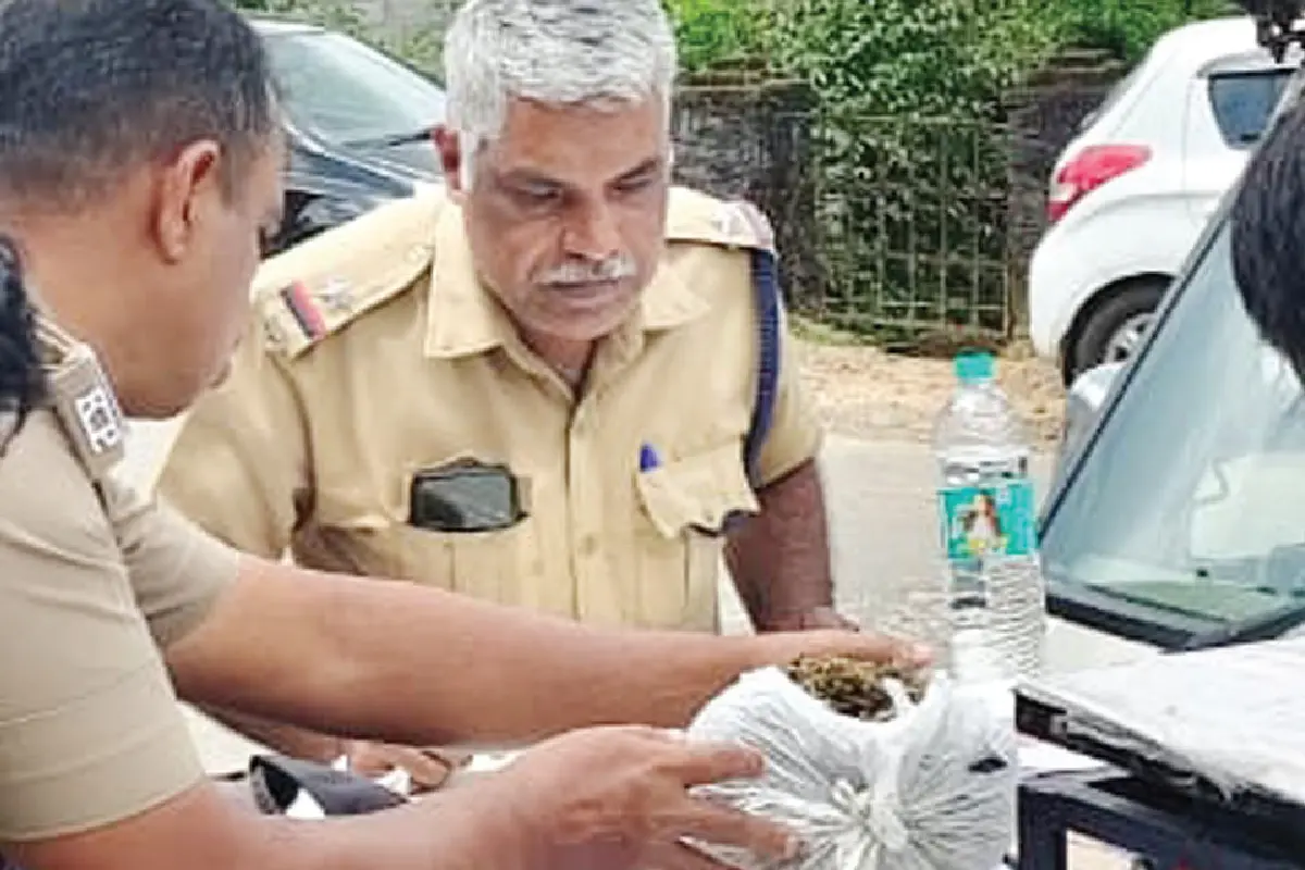 വാഗമണിൽനിന്ന് പിടിച്ചെടുത്ത കഞ്ചാവ് പോലീസ് പരിശോധിക്കുന്നു